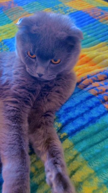 🔴КОТ СМОКИ🔴 смотреть онлайн