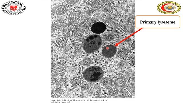 Histology lecture "Structure of the cell" Semester 1 Manchester смотреть онлайн