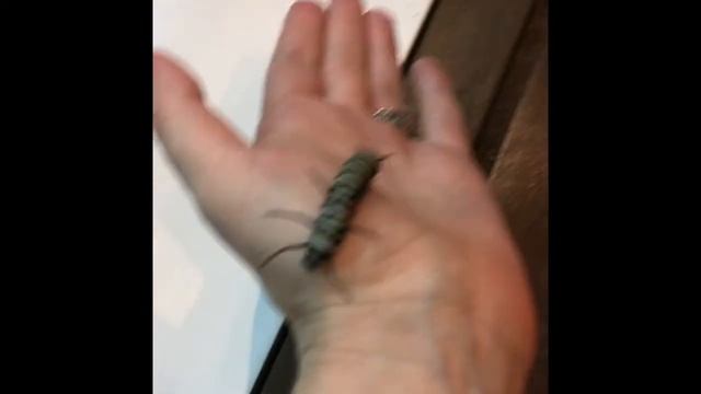 Stick insect. Caterpillar. Leaf insect смотреть онлайн