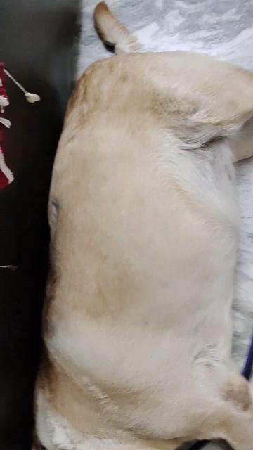 whenever i see german shepherd long coat vs my dog small coat 🤣🐕🥹 смотреть онлайн