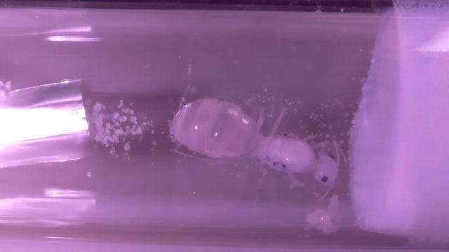 COCDESHIJIE-Myrmecocystus mexicanus live stream 24/7 смотреть онлайн