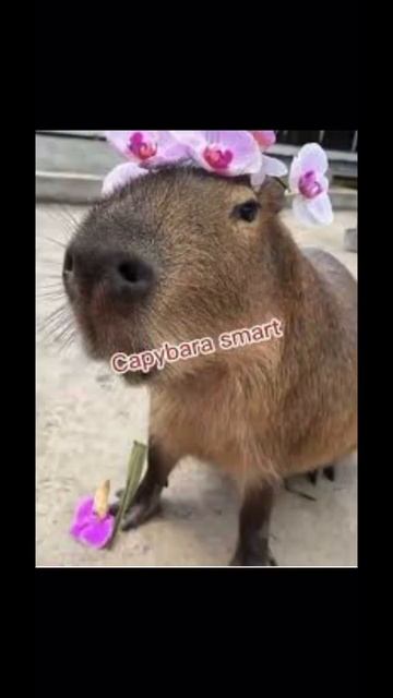 CAPYBARA🦫 смотреть онлайн