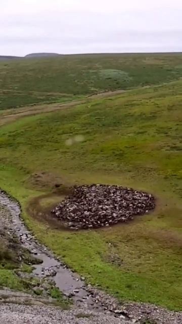 Стадо северных оленей пасётся у ручья #deer #стадооленей #северныеолени смотреть онлайн