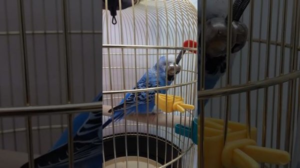 Чех разговаривает