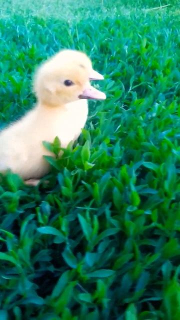 🐣 Невероятное видео с утятами! Натуральное и без иллюзий! #утки #утята #деревня # #село смотреть онлайн
