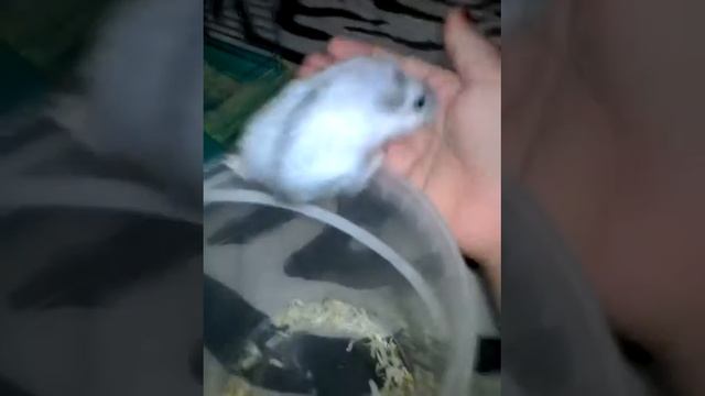 Прыгающий джунгарик смотреть онлайн