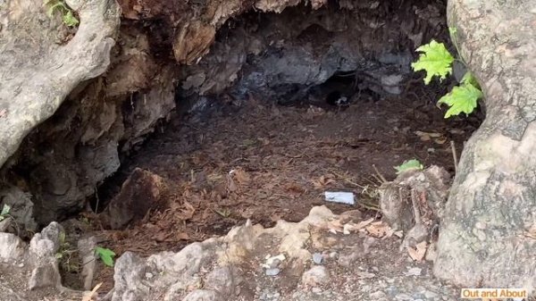 Giant 900-Year Old Tree | Out and About