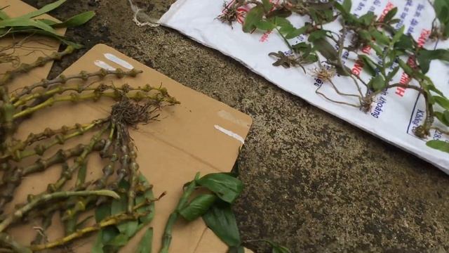 Giả hạc 16-08-2017 (đã hết ạ) смотреть онлайн