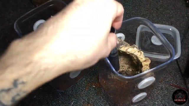 Typhochlaena seladonia o Tpyhochlaena curumim? смотреть онлайн