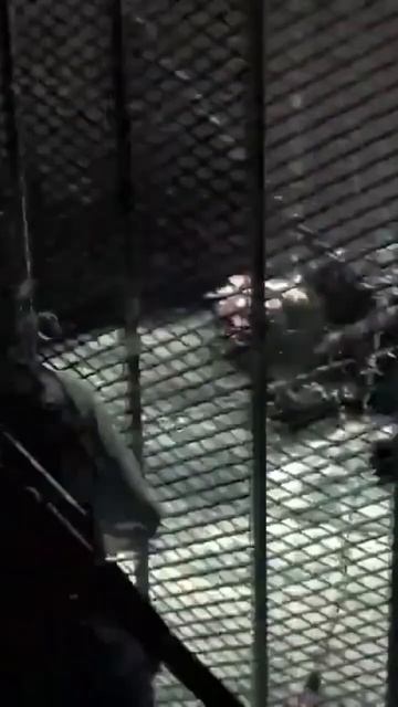 Собака с 4-мя глазами?! #хоррор2023 #2023 #игры #прохождениеигр #прохождение #врекютуба #подпишись смотреть онлайн