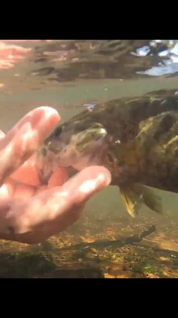 Spring Time Beautiful Smallmouth Fishing!!! 🎣😎🔥 #shorts #underwater #fishing #river #beautiful смотреть онлайн