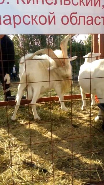 Козел чешет зад рогами смотреть онлайн