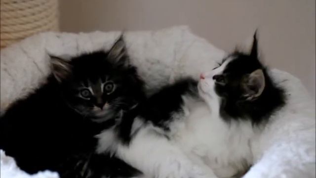 Muffin´s Olympe Maxime und Muffin´s Rita Skeeter смотреть онлайн