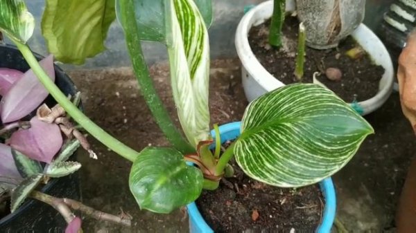 Indoor Plants, I am Struggling With/ Rare Indoor Plants/Rare Plants/Aroids/#SwaraG