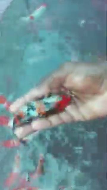 scaleless koi carp смотреть онлайн