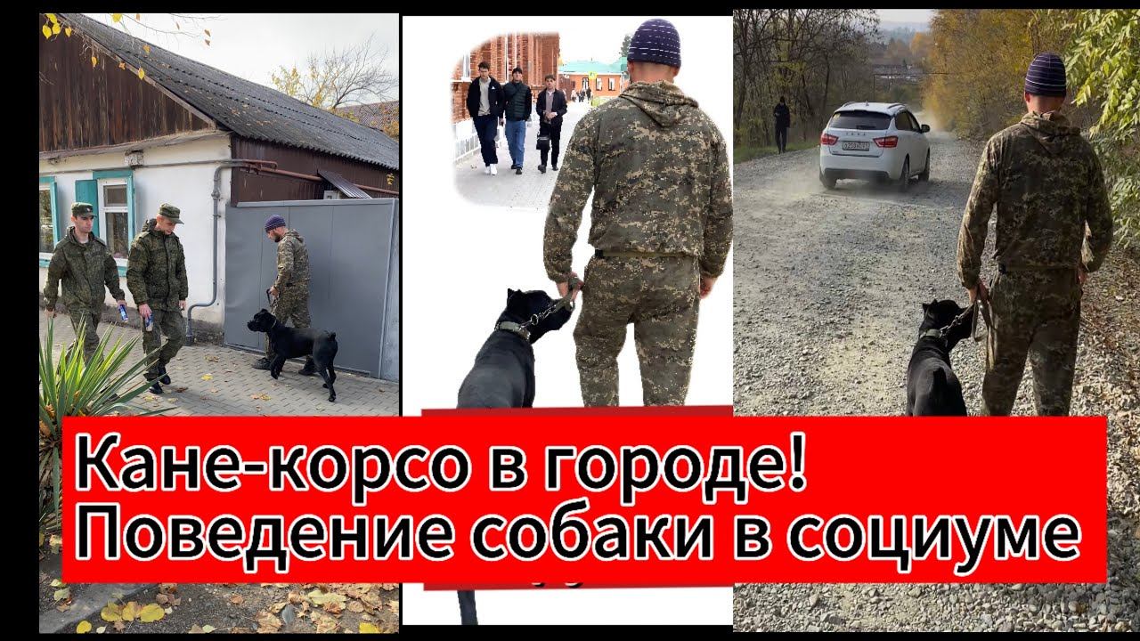 Поведение Кане-корсо в городе СРЕДИ ЛЮДЕЙ смотреть онлайн