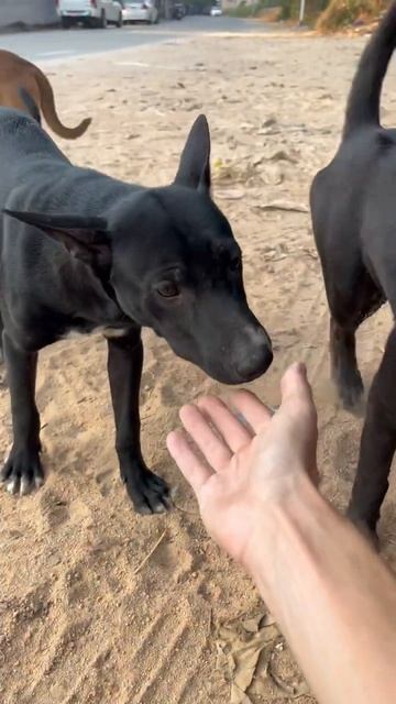 Путешественник Принц Индия