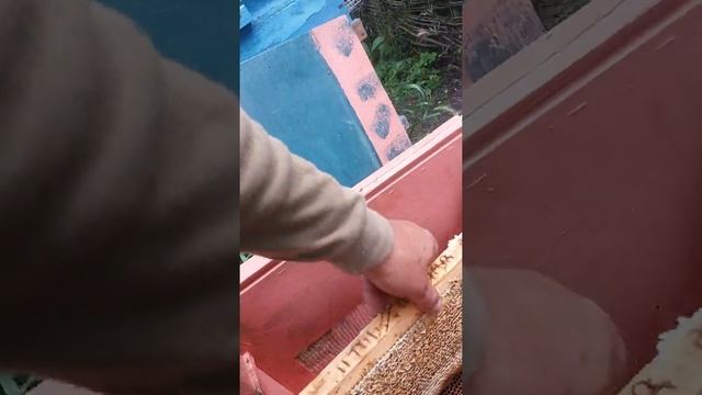 Первый мёд смотреть онлайн