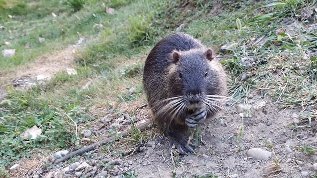 The muskrat eats beautifully, deftly fingering with its paws. Animals, nature.Ондатра красиво кушае смотреть онлайн