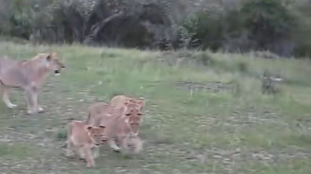 Sexy Lions смотреть онлайн
