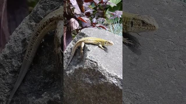 ящерица смотреть онлайн