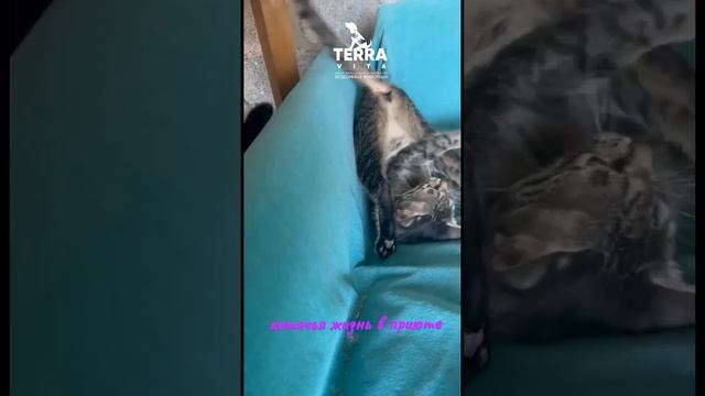 милые кошки смотреть онлайн