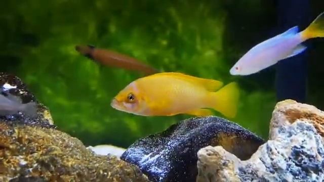 Male mustax hanging out смотреть онлайн