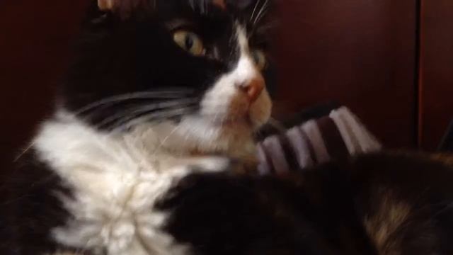 Kitty daily life - Tina sleep смотреть онлайн