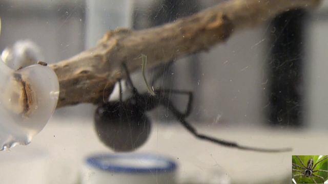 Feeding a Black Widow Spider смотреть онлайн
