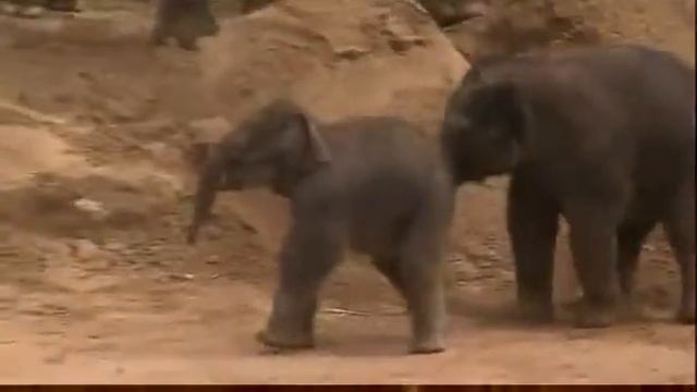 funny video Слоновий пинок Приколы смотреть онлайн