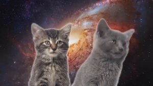 Песня котиков часовая версия