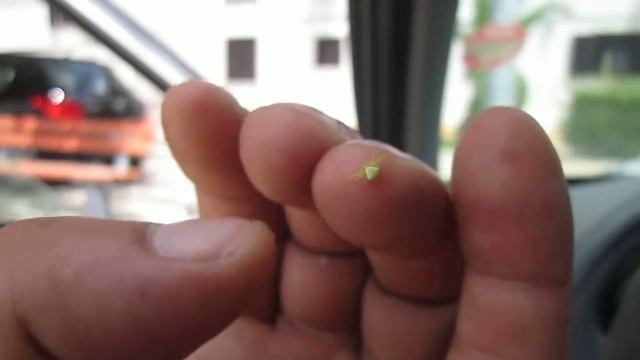 Green crab spider(1) смотреть онлайн