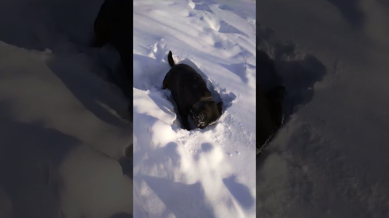 #ротвейлер Граф на прогулке