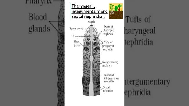 Quick discussion on Nephridial/excretory system of Earthworm !!🪱 #youtubeshorts #viral #easy #short смотреть онлайн