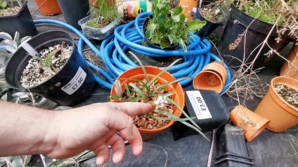 Most fragrant garden plants for small gardens in USDA 8: a scented garden flowers April tour in UK