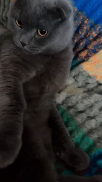 🔴КОТ СМОКИ🔴 смотреть онлайн