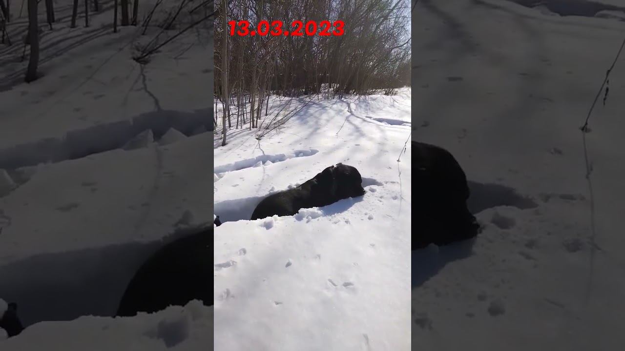 #Shorts УТОНУЛ В СНЕГУ #ротвейлер #прогулка