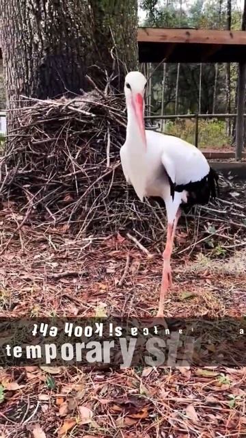 "From Egg to Fledgling: The Incredible Journey of Stork Babies" смотреть онлайн