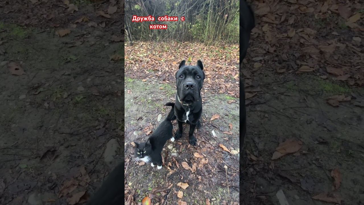 Дружба собаки с котом смотреть онлайн