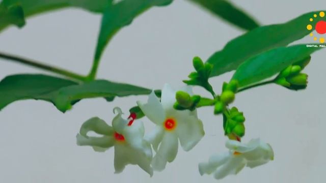 Pavizhamalli (Night-flowering Jasmine), Parijat смотреть онлайн