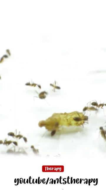 Ants vs Grape #Shorts смотреть онлайн