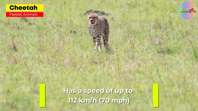 Interesting Animal Facts for Kids: Discover the Smartest, Strongest, Fastest, and Slowest Animals смотреть онлайн