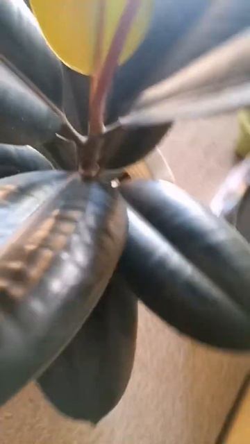 Rubber Tree Black Prince #shorts смотреть онлайн