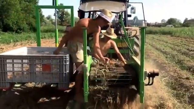 Scava tuberi ed ortaggi AMERICA - prova in campo con patate novelle смотреть онлайн