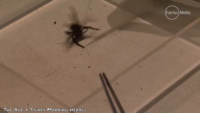 20 außergewöhnliche Spinnen Teil 3 смотреть онлайн