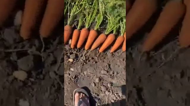Морковь оптом смотреть онлайн