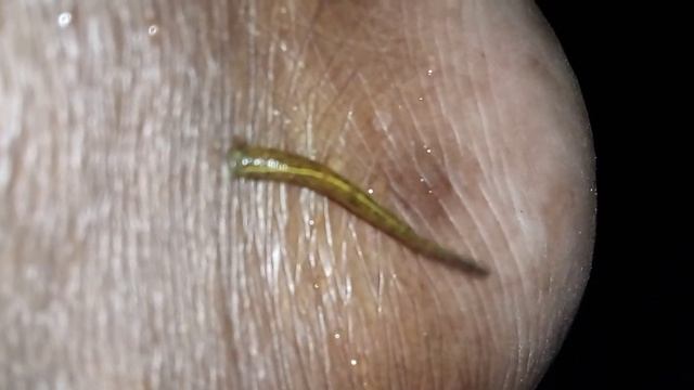 the leech කූඩැල්ලා 😍🤗#animal #nature #travel #subscribe #environment #leech #leg смотреть онлайн