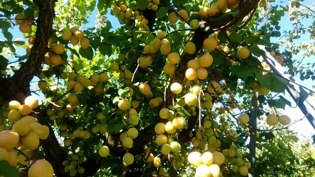 Şeftali trintina kayısı nar elma ceviz meyve ağaçlarını tanıyalım yemyeşil vahada смотреть онлайн