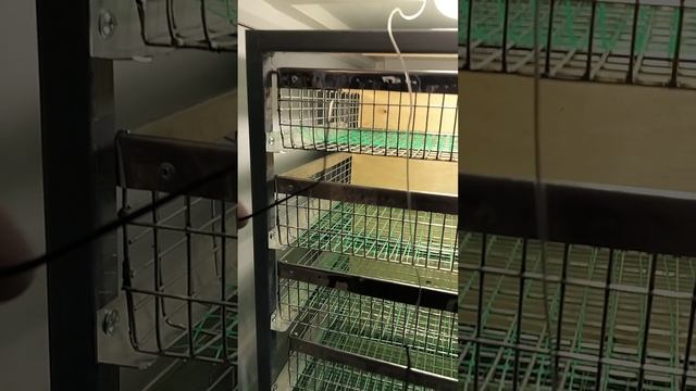 Обзор выводного инкубатора INCUBO Оптима на 1000 яиц