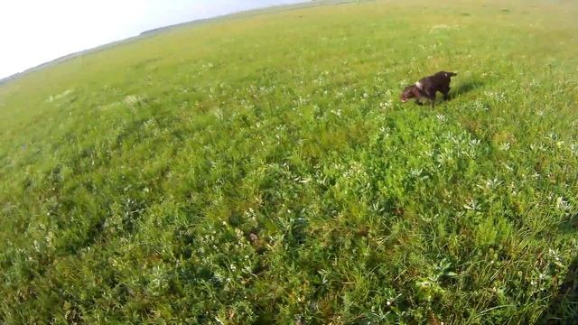 ОХОТА С ДРАТХААРАМИ НА ДУПЕЛЯ 2023 смотреть онлайн